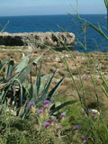 Cactus and other sub tropical plants thrive in malta