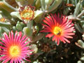 Vivid colours of succulent daisies