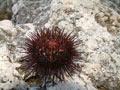 Sea urchins lurk in shallow waters around the Malta coast