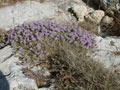 Mats of thyme grow among the limestone boulders