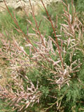 Tamarisk is a common flowering shrub in coastal areas